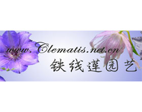 铁线莲园艺论坛