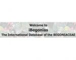 国际秋海棠数据库 International Database of the BEGONIACEAE