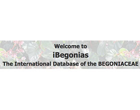国际秋海棠数据库 International Database of the BEGONIACEAE