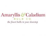 Amaryllis＆Caladium 鳞茎公司