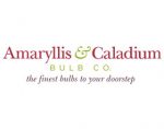 Amaryllis＆Caladium 鳞茎公司