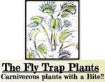 捕蝇草 Fly Trap Plants