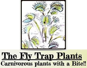 英国捕蝇草苗圃 Fly Trap Plants