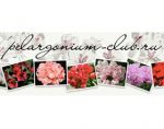 天竺葵俱乐部 Pelargonium Club