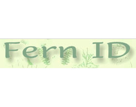 英国蕨类网站 Fern ID