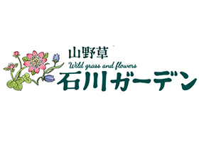 日本 石川花园 – 专注于雪割草、山野草及稀有野生植物销售
