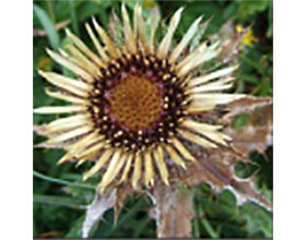 爱尔兰野花， Irish Wildflowers