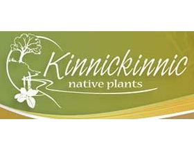 Kinnickinnic 本地植物， Kinnickinnic Native Plants