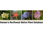 汉森西北乡土植物数据库， Hansen  Northwest Native Plant Database