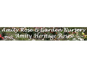 Amity传统月季， Amity Heritage Roses