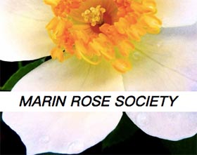马林月季协会， Marin Rose Society