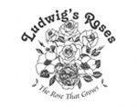 路德维希的玫瑰农场Ludwig’s Rose Farm