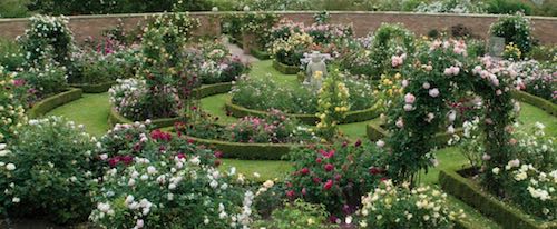 戴维奥斯汀月季（玫瑰）David Austin Roses