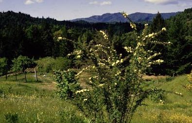 美国绿斗篷苗圃 Greenmantle Nursery