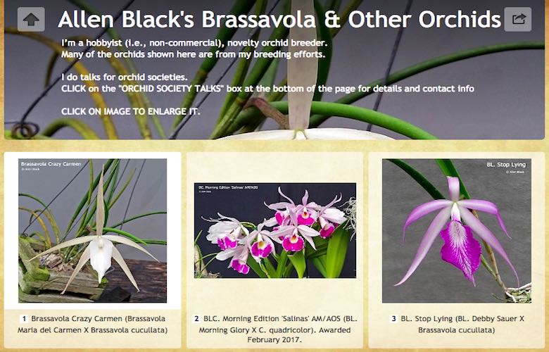 艾伦布莱克的白拉索兰和其他兰花allen Black S Brassavola Other Orchids 放眼园艺 世界园艺之门