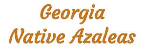 美国乔治亚州本地杜鹃 Georgia Native Azaleas