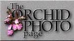 美国兰花图片网站 Orchid Photo Page