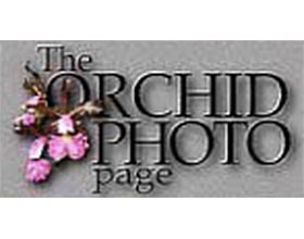 兰花图片网站 ,Orchid Photo Page