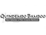 Quindembo Bamboo，竹子苗圃
