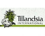 铁兰国际， Tillandsia International