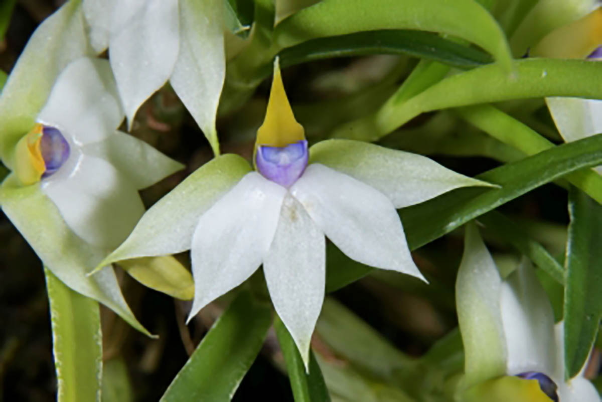 Dendrobium cyanocentrum 'Magenta' 石斛属，“品红色”