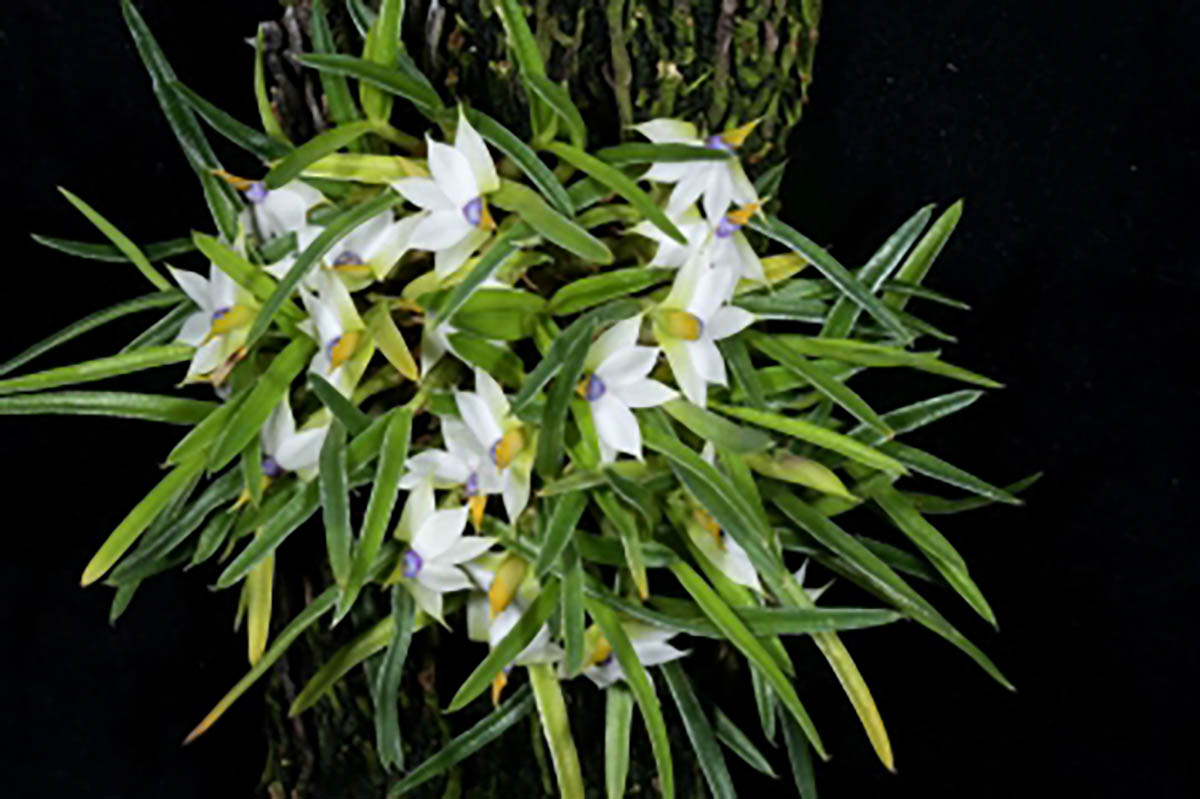 Dendrobium cyanocentrum 'Magenta' 石斛属，“品红色”