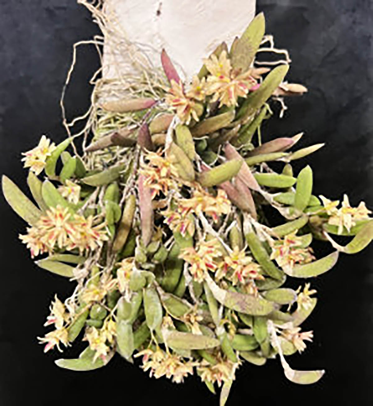 Dendrobium rigidum 'Magenta'弯刀石斛“洋红色”