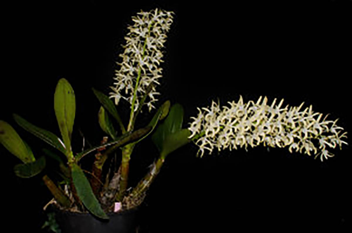 Dendrobium speciosum var. curvicaule 'Georgia's Moonlight'