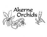 Akerne 兰花 ，Akerne Orchids