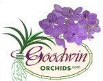 GOODWIN兰花 ，Goodwin Orchids