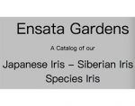 Ensata 花园 ，Ensata Gardens