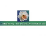 DaffTube 水仙花展示网站