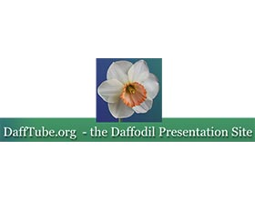 DaffTube 水仙花展示网站
