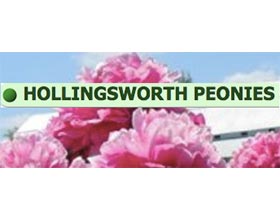 霍林斯沃思牡丹, HOLLINGSWORTH PEONIES