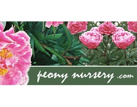 立陶宛牡丹苗圃，peonynursery.com