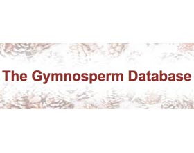 裸子植物数据库 Gymnosperm Database