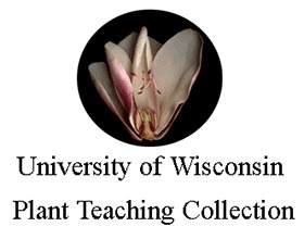 威斯康辛大学植物教学收藏 University of Wisconsin Plant Teaching Collection