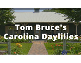 汤姆布鲁斯的卡罗莱纳萱草， Tom Bruce's Carolina Daylilies