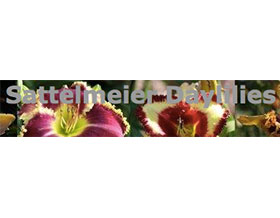 Mark Sattelmeier的萱草, Daylilies by Mark Sattelmeier