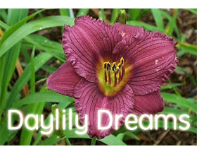 美国萱草梦想花园 Daylily Dreams