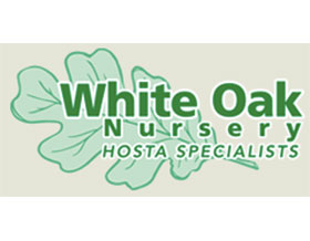 美国白橡树苗圃 White Oak Nursery