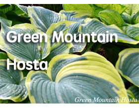 绿色山脉玉簪苗圃， Green Mountain Hosta Nursery