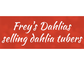弗雷的大丽花， Frey's Dahlias