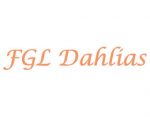 FGL Dahlias 大丽花