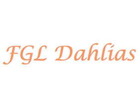 FGL Dahlias 大丽花