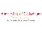 朱顶红和花叶芋球根， Amaryllis & Caladium Bulb