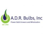 ADR 球茎 ，ADR Bulbs