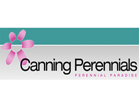 加拿大盆栽多年生植物 Canning Perennials