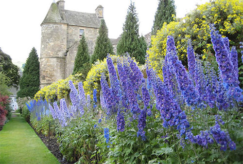 飞燕草 Delphiniums