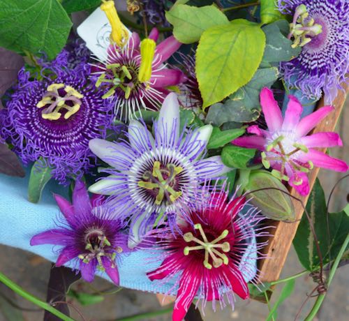 Passiflora 西番莲